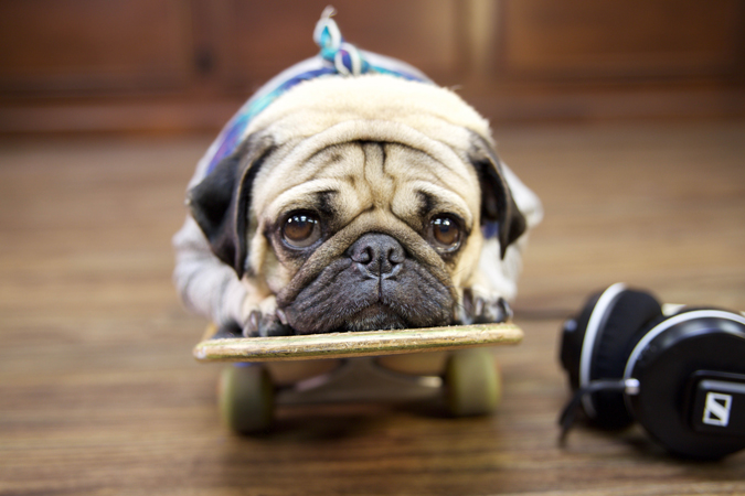 The Best Vinyl Flooring for Homes with Pets The Best Vinyl Flooring for Homes with Pets