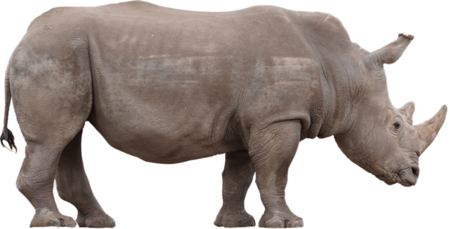 SmartStrand Rhino